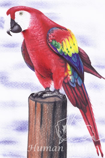Prisoner artwork